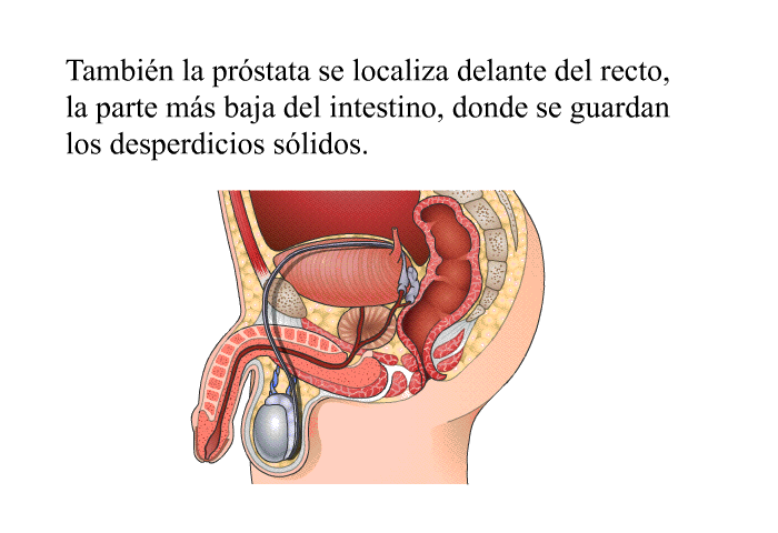 Tambin la prstata se localiza delante del recto, la parte ms baja del intestino, donde se guardan los desperdicios slidos.