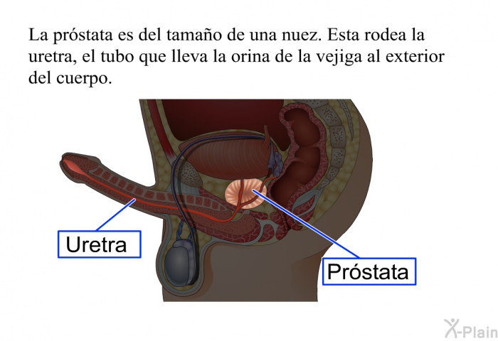 La prstata es del tamao de una nuez. Esta rodea la uretra, el tubo que lleva la orina de la vejiga al exterior del cuerpo.