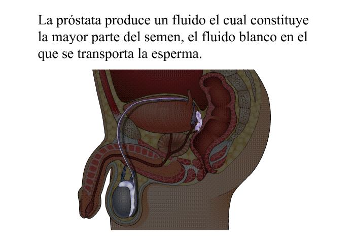 La prstata produce un fluido el cual constituye la mayor parte del semen, el fluido blanco en el que se transporta la esperma.