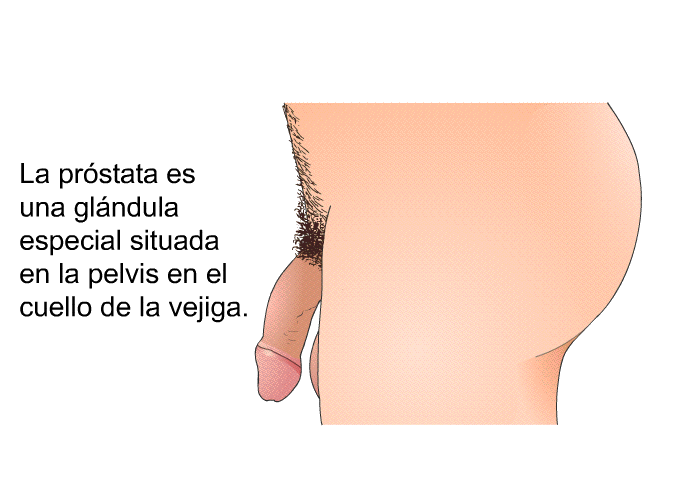 La prstata es una glndula especial situada en la pelvis en el cuello de la vejiga.