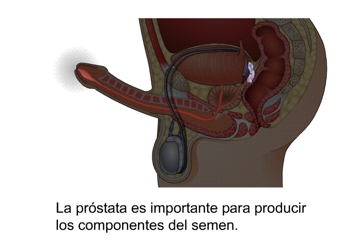 La prstata es importante para producir los componentes del semen.