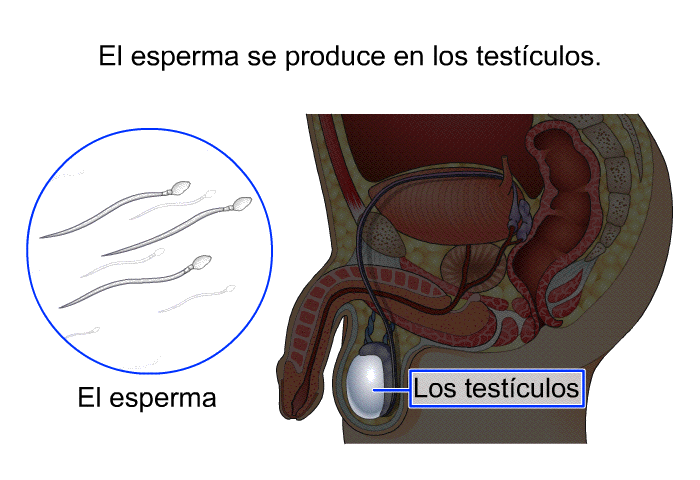 El esperma se produce en los testculos.