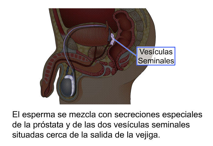 El esperma se mezcla con secreciones especiales de la prstata y de las dos vesculas seminales situadas cerca de la salida de la vejiga.
