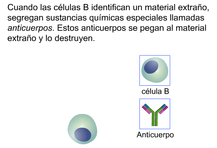 Cuando las clulas B identifican un material extrao, segregan sustancias qumicas especiales llamadas <I>anticuerpos</I>. Estos anticuerpos se pegan al material extrao y lo destruyen.