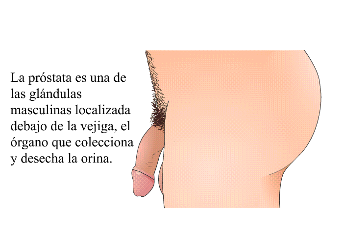 La prstata es una de las glndulas masculinas localizada debajo de la vejiga, el rgano que colecciona y desecha la orina.
