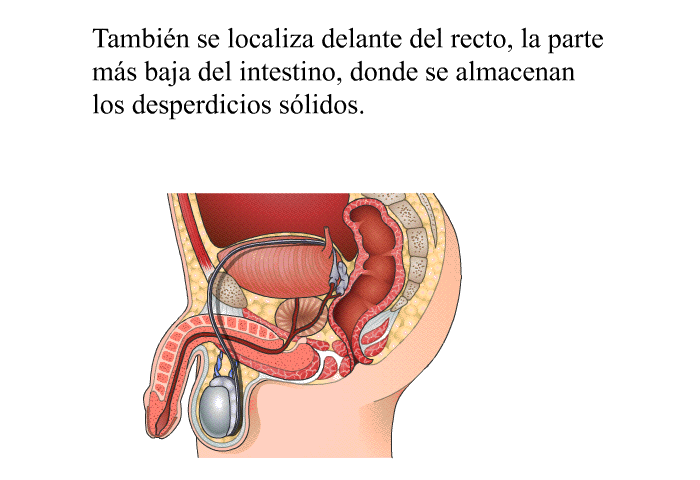 Tambin se localiza delante del recto, la parte ms baja del intestino, donde se almacenan los desperdicios slidos.