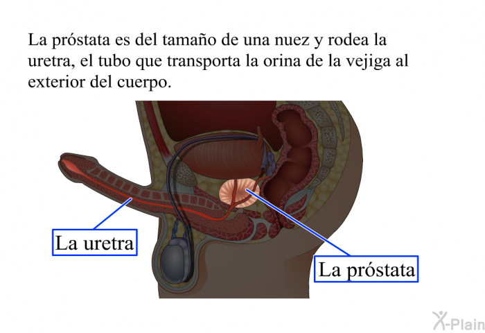 La prstata es del tamao de una nuez y rodea la uretra, el tubo que transporta la orina de la vejiga al exterior del cuerpo.