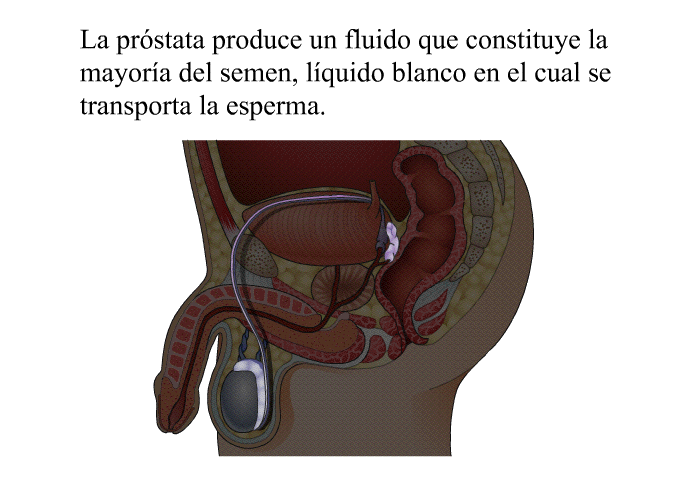 La prstata produce un fluido que constituye la mayora del semen, lquido blanco en el cual se transporta la esperma.