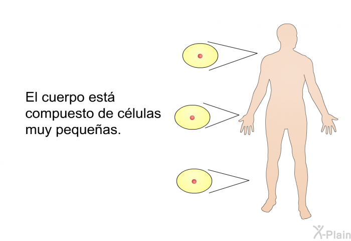 El cuerpo est compuesto de clulas muy pequeas.