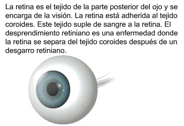 La retina es el tejido de la parte posterior del ojo y se encarga de la visin. La retina est adherida al tejido coroides. Este tejido suple de sangre a la retina. El desprendimiento retiniano es una enfermedad donde la retina se separa del tejido coroides despus de un desgarro retiniano.