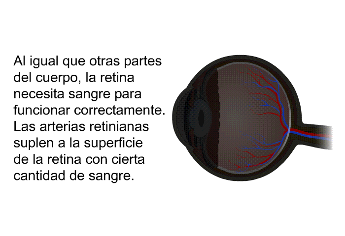 Al igual que otras partes del cuerpo, la retina necesita sangre para funcionar correctamente. Las arterias retinianas suplen a la superficie de la retina con cierta cantidad de sangre.