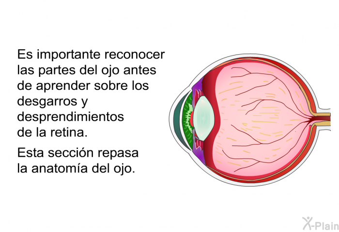 Es importante reconocer las partes del ojo antes de aprender sobre los desgarros y desprendimientos de la retina. Esta seccin repasa la anatoma del ojo.
