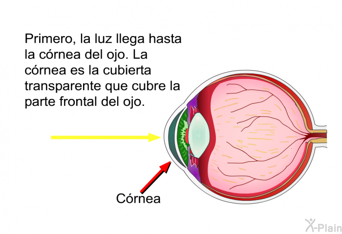 Primero, la luz llega hasta la crnea del ojo. La crnea es la cubierta transparente que cubre la parte frontal del ojo.