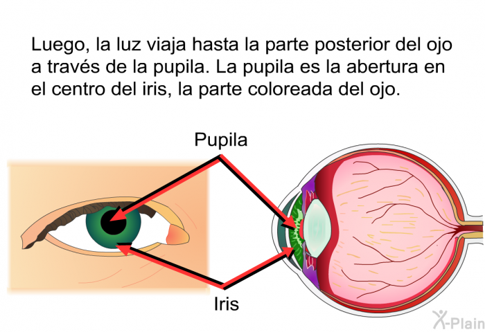 Luego, la luz viaja hasta la parte posterior del ojo a travs de la pupila. La pupila es la abertura en el centro del iris, la parte coloreada del ojo.