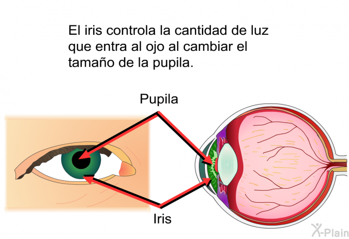 El iris controla la cantidad de luz que entra al ojo al cambiar el tamao de la pupila.
