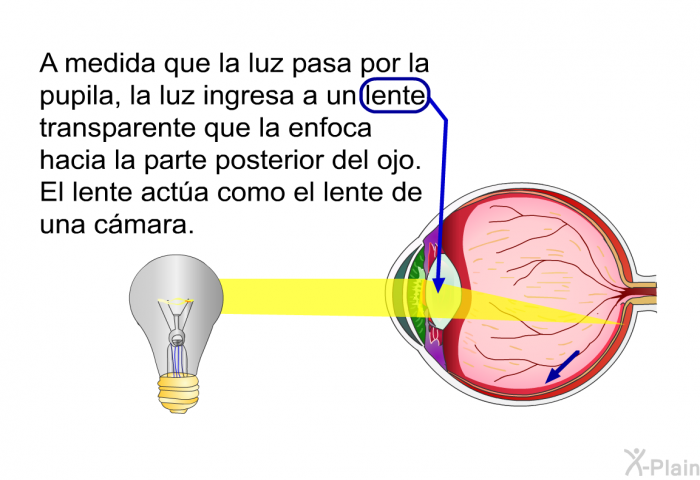 A medida que la luz pasa por la pupila, la luz ingresa a un lente transparente que la enfoca hacia la parte posterior del ojo. El lente acta como el lente de una cmara.
