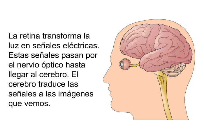 La retina transforma la luz en seales elctricas. Estas seales pasan por el nervio ptico hasta llegar al cerebro. El cerebro traduce las seales a las imgenes que vemos.