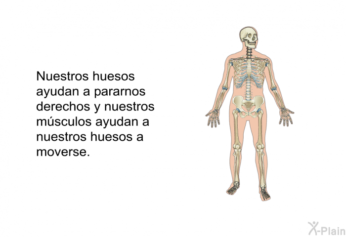 Nuestros huesos ayudan a pararnos derechos y nuestros msculos ayudan a nuestros huesos a moverse.