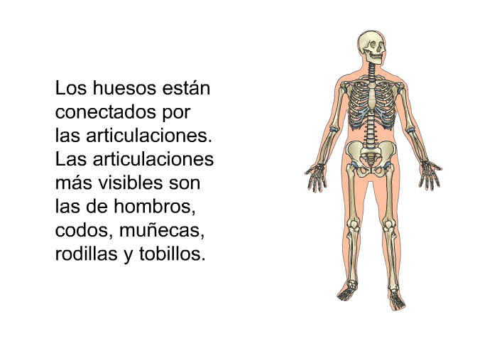 Los huesos estn conectados por las articulaciones. Las articulaciones ms visibles son las de hombros, codos, muecas, rodillas y tobillos.