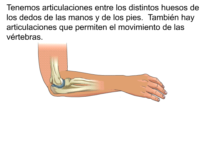 Tenemos articulaciones entre los distintos huesos de los dedos de las manos y de los pies. Tambin hay articulaciones que permiten el movimiento de las vrtebras.