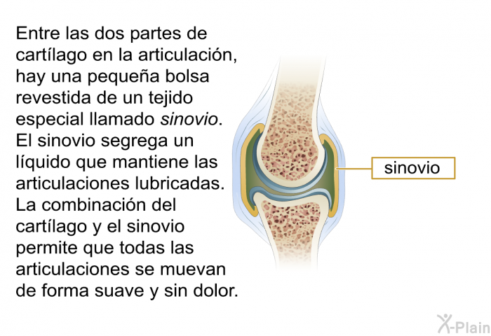 Entre las dos partes de cartlago en la articulacin, hay una pequea bolsa revestida de un tejido especial llamado <I>sinovio</I>. El sinovio segrega un lquido que mantiene las articulaciones lubricadas. La combinacin del cartlago y el sinovio permite que todas las articulaciones se muevan de forma suave y sin dolor.