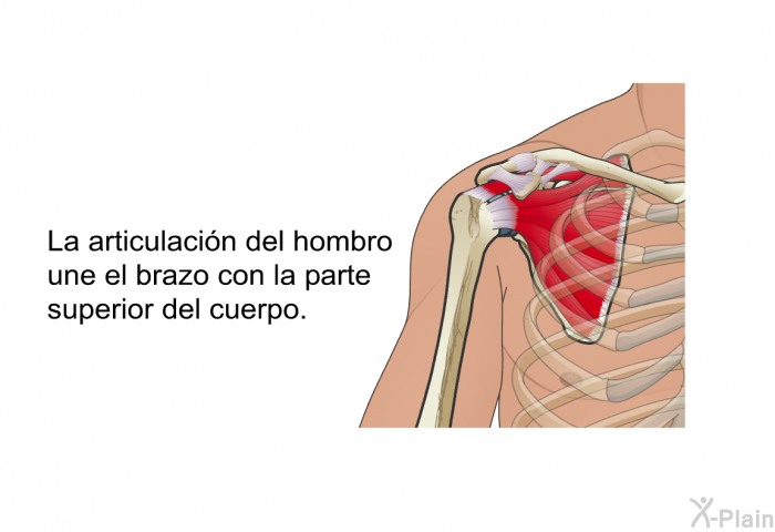 La articulacin del hombro une el brazo con la parte superior del cuerpo.