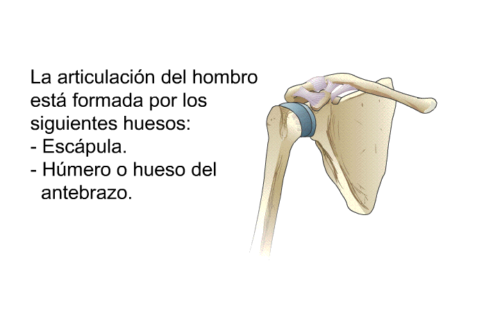 La articulacin del hombro est formada por los siguientes huesos:  Escpula. Hmero o hueso del antebrazo.