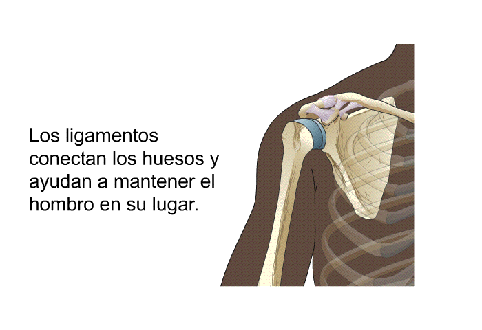 Los ligamentos conectan los huesos y ayudan a mantener el hombro en su lugar.