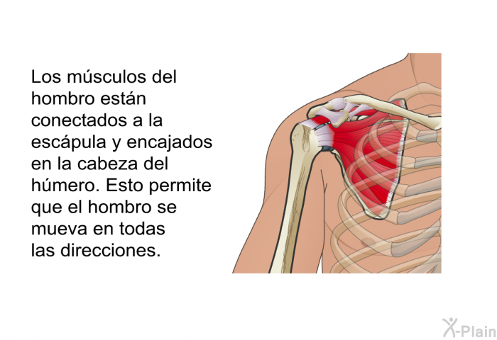Los msculos del hombro estn conectados a la escpula y encajados en la cabeza del hmero. Esto permite que el hombro se mueva en todas las direcciones.