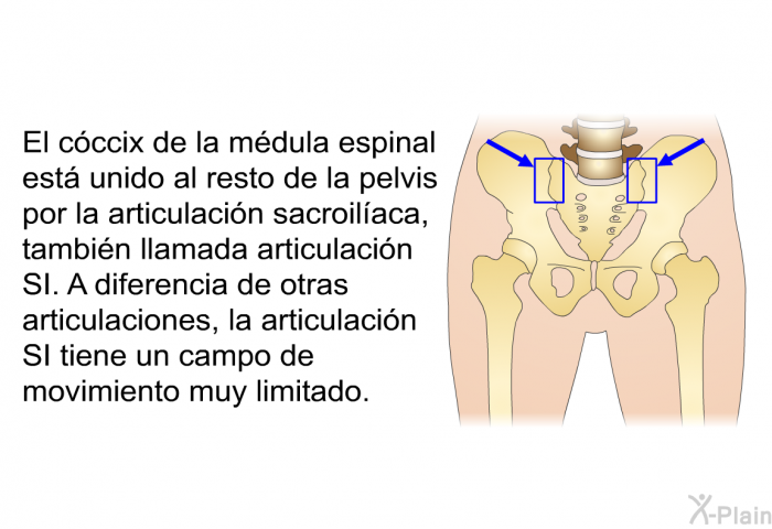 El cccix de la mdula espinal est unido al resto de la pelvis por la articulacin sacroilaca, tambin llamada articulacin SI. A diferencia de otras articulaciones, la articulacin SI tiene un campo de movimiento muy limitado.