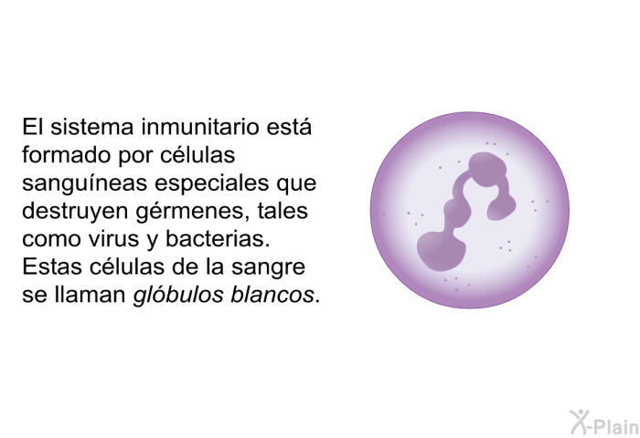 El sistema inmunitario est formado por clulas sanguneas especiales que destruyen grmenes, tales como virus y bacterias. Estas clulas de la sangre se llaman <I>glbulos blancos</I>.