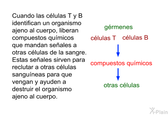 Cuando las clulas T y B identifican un organismo ajeno al cuerpo, liberan compuestos qumicos que mandan seales a otras clulas de la sangre. Estas seales sirven para reclutar a otras clulas sanguneas para que vengan y ayuden a destruir el organismo ajeno al cuerpo.