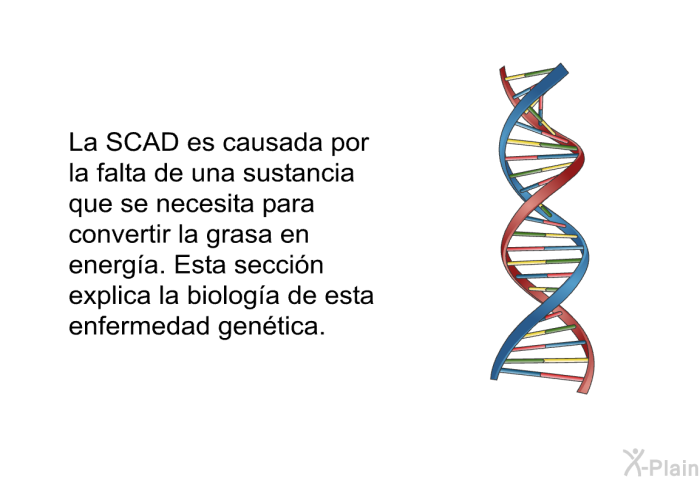 La SCAD es causada por la falta de una sustancia que se necesita para convertir la grasa en energa. Esta seccin explica la biologa de esta enfermedad gentica.