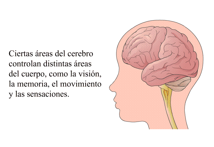 Ciertas reas del cerebro controlan distintas reas del cuerpo, como la visin, la memoria, el movimiento y las sensaciones.