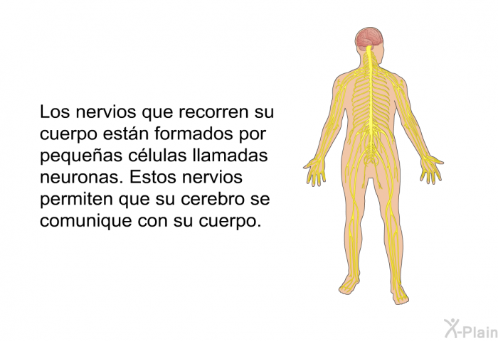 Los nervios que recorren su cuerpo estn formados por pequeas clulas llamadas neuronas. Estos nervios permiten que su cerebro se comunique con su cuerpo.