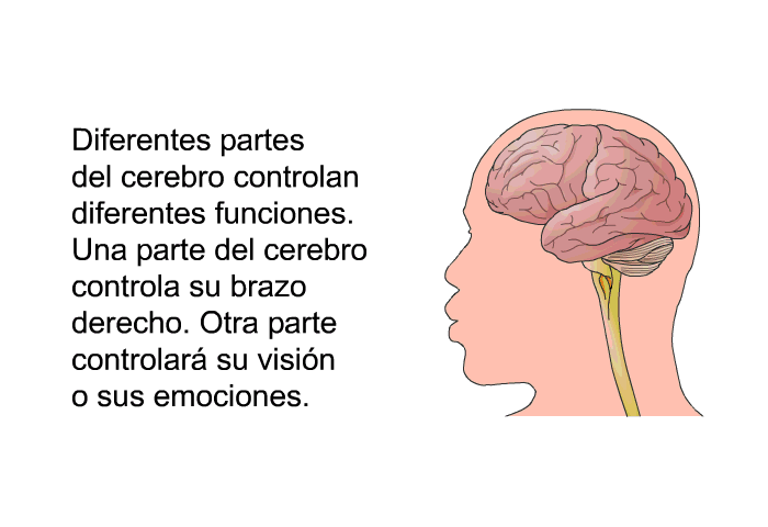 Diferentes partes del cerebro controlan diferentes funciones. Una parte del cerebro controla su brazo derecho. Otra parte controlar su visin o sus emociones.