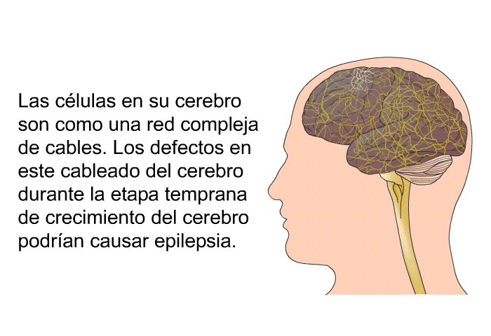 Las clulas en su cerebro son como una red compleja de cables. Los defectos en este cableado del cerebro durante la etapa temprana de crecimiento del cerebro podran causar epilepsia.