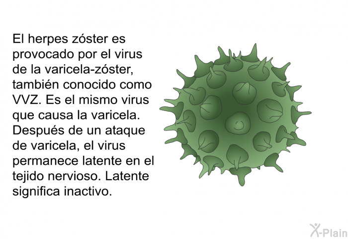 El herpes zster es provocado por el virus de la varicela-zster, tambin conocido como VVZ. Es el mismo virus que causa la varicela. Despus de un ataque de varicela, el virus permanece latente en el tejido nervioso. Latente significa inactivo.