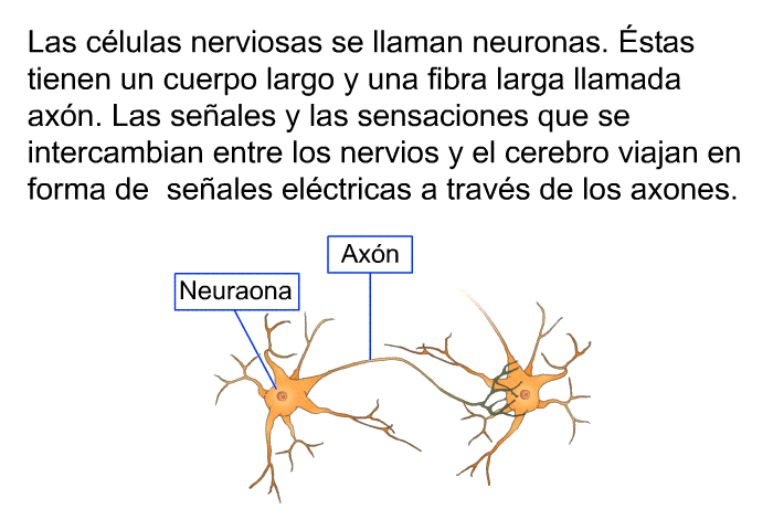 Las clulas nerviosas se llaman neuronas. Éstas tienen un cuerpo largo y una fibra larga llamada axn. Las seales y las sensaciones que se intercambian entre los nervios y el cerebro viajan en forma de seales elctricas a travs de los axones.