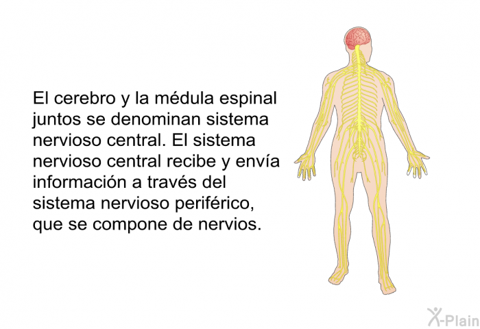El cerebro y la mdula espinal juntos se denominan sistema nervioso central. El sistema nervioso central recibe y enva informacin a travs del sistema nervioso perifrico, que se compone de nervios.