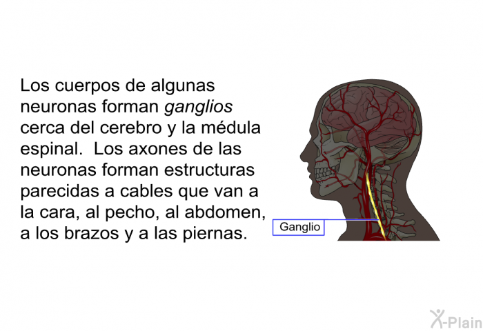 Los cuerpos de algunas neuronas forman ganglios cerca del cerebro y la mdula espinal. Los axones de las neuronas forman estructuras parecidas a cables que van a la cara, al pecho, al abdomen, a los brazos y a las piernas.
