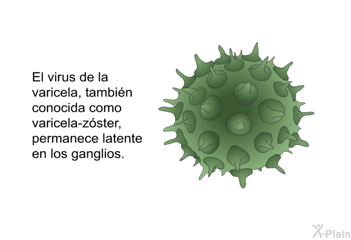 El virus de la varicela, tambin conocida como varicela-zster, permanece latente en los ganglios.