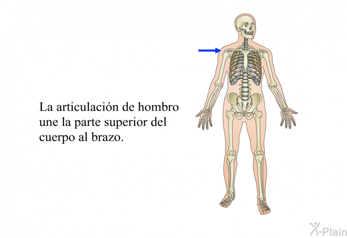 La articulacin de hombro une la parte superior del cuerpo al brazo.
