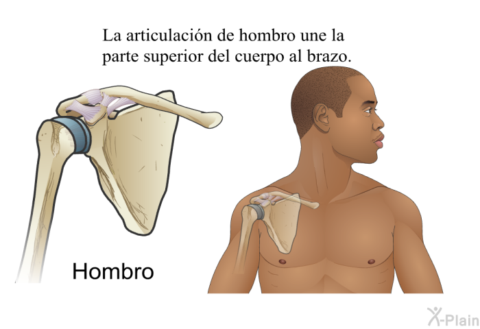 La articulacin de hombro une la parte superior del cuerpo al brazo.