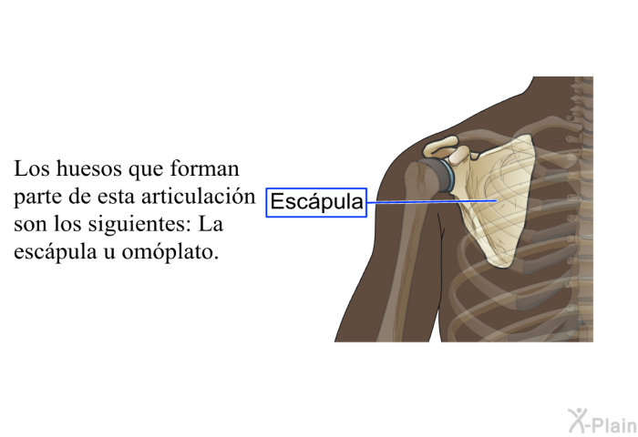 Los huesos que forman parte de esta articulacin son los siguientes: La <I>escpula u omplato.</I>