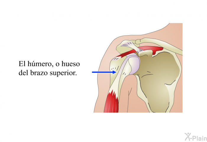 El <I>hmero</I>, o hueso del brazo superior.