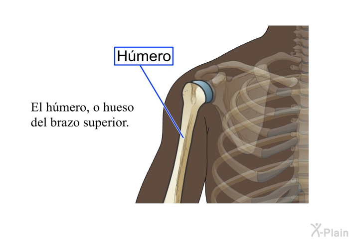 El <I>hmero</I>, o hueso del brazo superior.