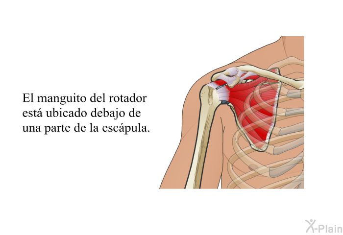 El manguito del rotador est ubicado debajo de una parte de la escpula.