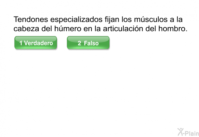 Tendones especializados fijan los msculos a la cabeza del hmero en la articulacin del hombro.