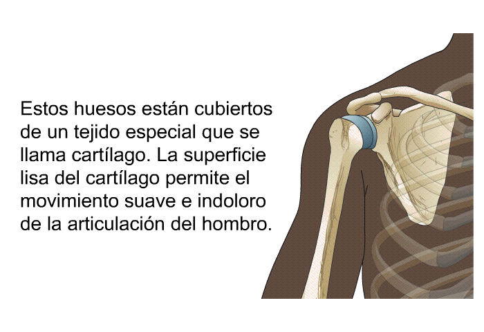 Estos huesos estn cubiertos de un tejido especial que se llama cartlago. La superficie lisa del cartlago permite el movimiento suave e indoloro de la articulacin del hombro.